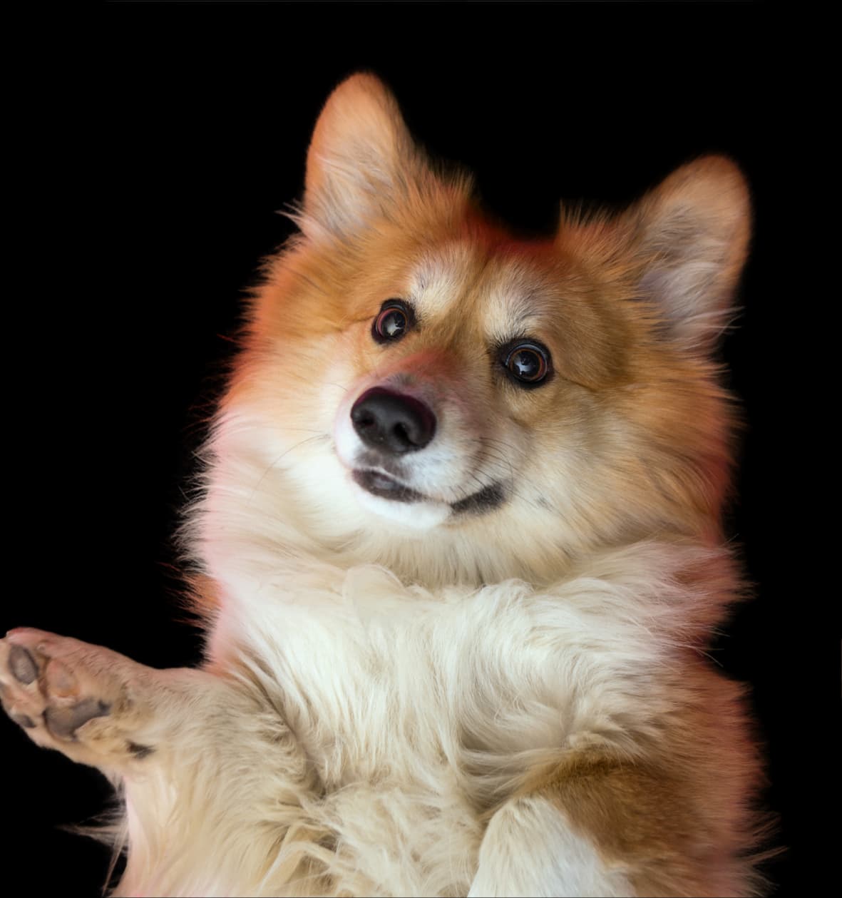 The Intelligent Assistant for every Pet Parents