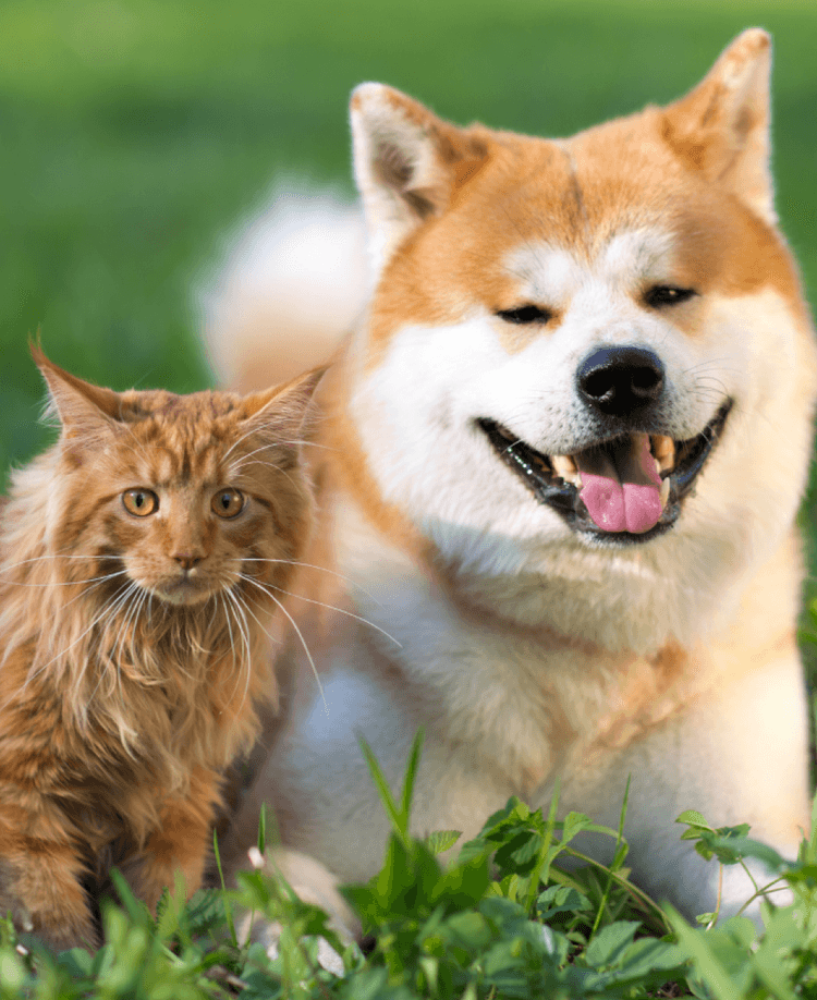 Happy Pet