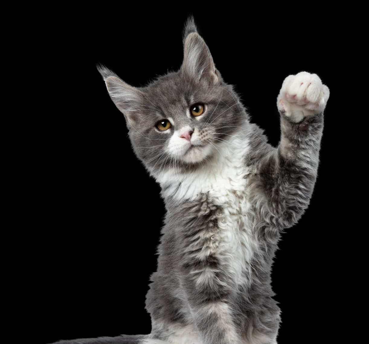 The Intelligent Assistant for every Pet Parents
